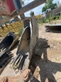 Used Bucket,Used Rockland Excavator Bucket,Front of used Excavator Bucket,Front of used Rockland Bucket